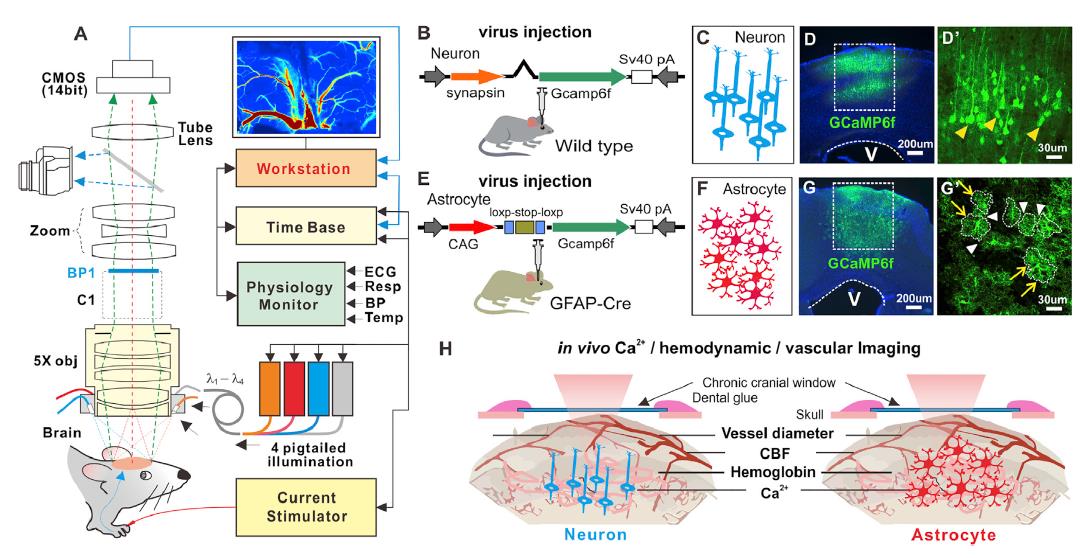 The New Role For Astrocytes In Neurovascular Coupling